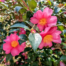 Camellia sasanqua 'Kanjiro'