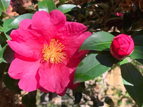 Camellia sasanqua 'Kanjiro'