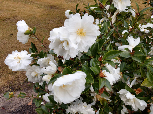 Camellia sasanqua 'Mine-no-yuki'