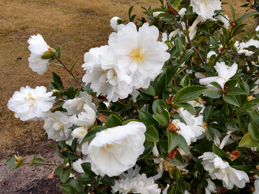 Camellia sasanqua 'Mine-no-yuki'