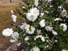 Camellia sasanqua 'Mine-no-yuki'