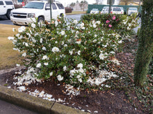 Camellia sasanqua 'Mine-no-yuki'