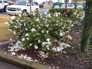 Camellia sasanqua 'Mine-no-yuki'
