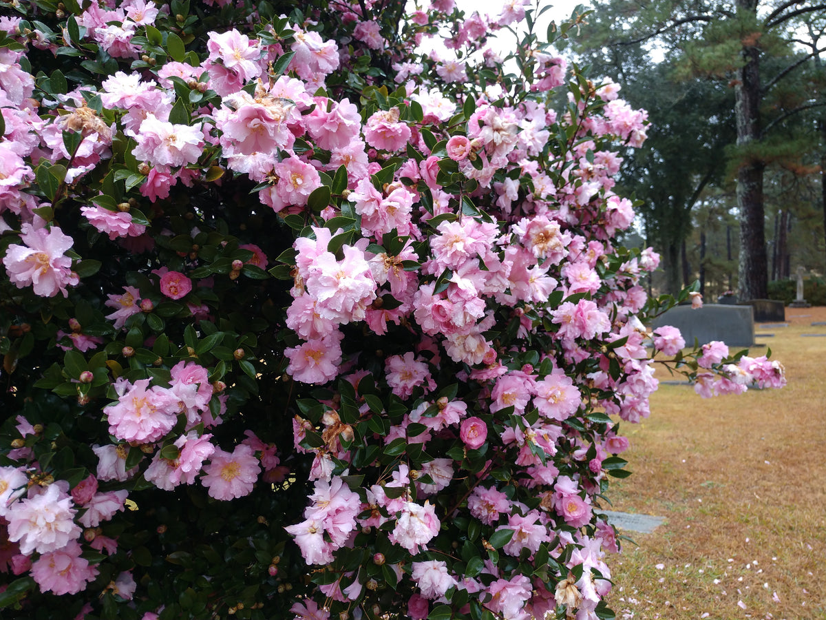 Camellia sasanqua 'Pink Snow' – Nurseries Caroliniana