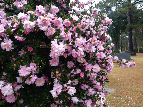 Camellia sasanqua 'Pink Snow'