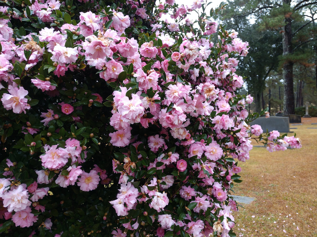 Camellia sasanqua 'Pink Snow'