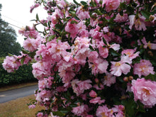 Camellia sasanqua 'Pink Snow'