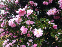 Camellia sasanqua 'Pink Snow'