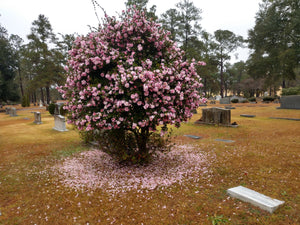 Camellia sasanqua 'Pink Snow'