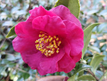 Camellia sasanqua 'Reverend Ida'