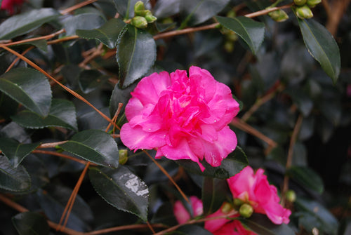 Camellia sasanqua 'Sparkling Burgundy'