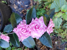 Camellia sasanqua 'Stawberry Limeade'