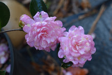 Camellia sasanqua 'Stawberry Limeade'