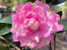 Camellia sasanqua 'Stawberry Limeade'