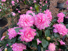 Camellia sasanqua 'Stawberry Limeade'