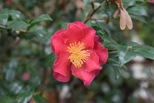 Camellia sasanqua 'Yuletide Cheer'