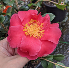 Camellia sasanqua 'Yuletide Cheer'