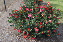 Camellia sasanqua 'Yuletide'