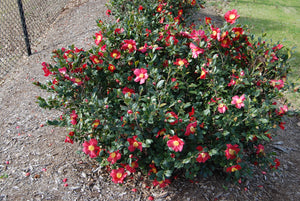 Camellia sasanqua 'Yuletide'