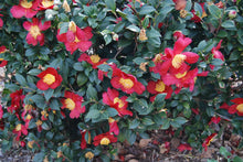 Camellia sasanqua 'Yuletide'