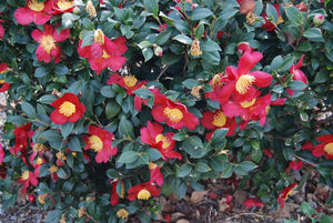 Camellia sasanqua 'Yuletide'