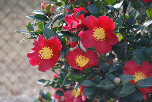 Camellia sasanqua 'Yuletide'