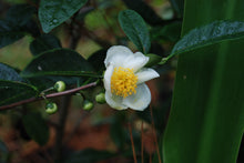 Camellia sinensis 'Alabama Select'