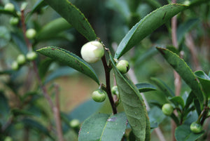 Camellia sinensis 'Alabama Select'