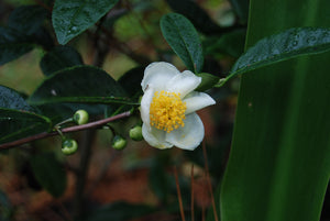 Camellia sinensis 'Alabama Select'