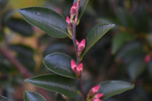 Camellia transnokoensis