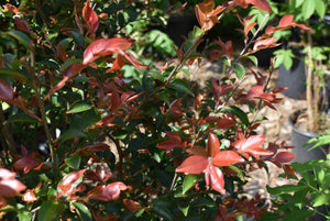 Camellia transnokoensis