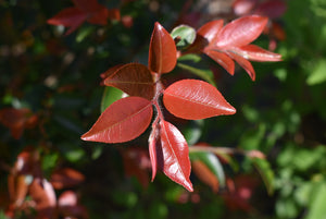 Camellia transnokoensis