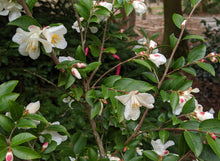 Camellia transnokoensis