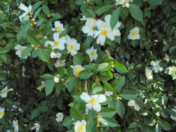 camellia oleifera plant Camellia vietnamensis