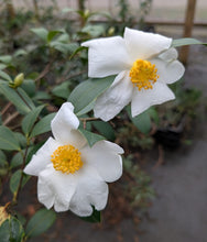 Camellia vietnamensis