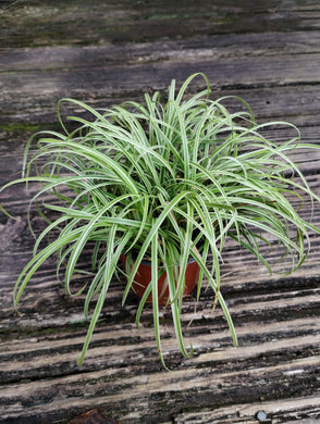 Carex 'Silver Sceptre'