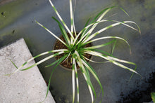 Carex morrowii 'Tora Fu'