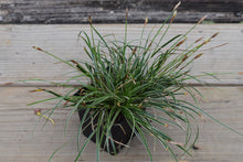 Carex conica 'Hime Kansugi' (Copy)