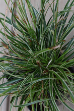 Carex conica 'Hime Kansugi' (Copy)