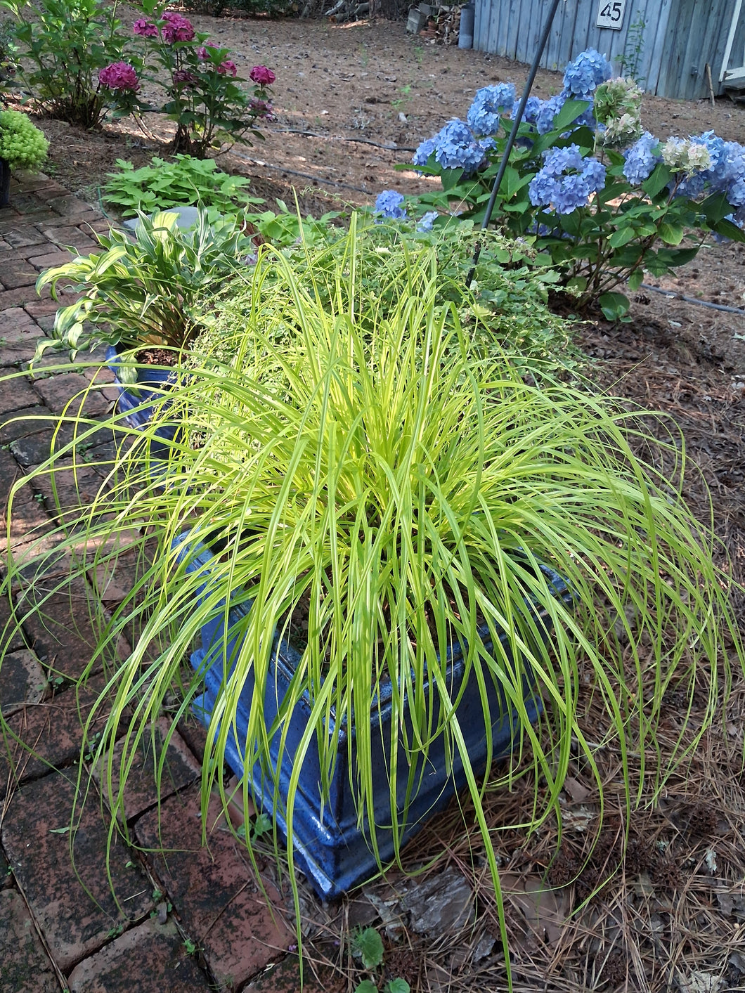 Carex elata 'Aurea' – Nurseries Caroliniana