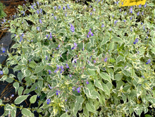 Caryopteris divaricata ‘Snow Fairy’