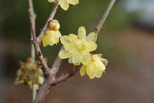 Chimonanthus praecox (North Augusta strain)