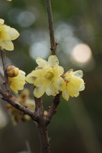 Chimonanthus praecox (North Augusta strain)