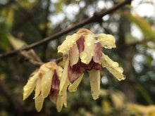 Chimonanthus praecox (North Augusta strain)