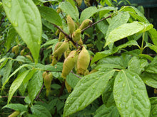 Chimonanthus praecox (North Augusta strain)