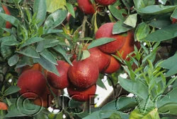 Citrus 'Smith Red'