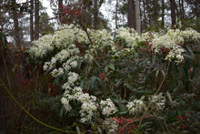 Clematis armandii ‘Jeffries Form’