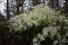 Clematis armandii ‘Jeffries Form’