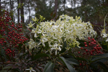 Clematis armandii ‘Jeffries Form’