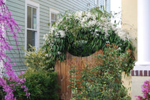 Clematis armandii ‘Jeffries Form’